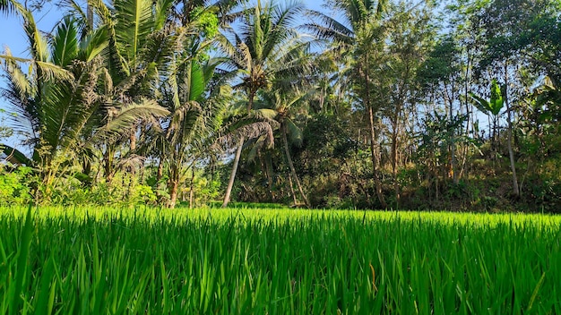 prachtig uitzicht op de groene rijstvelden van Indonesië