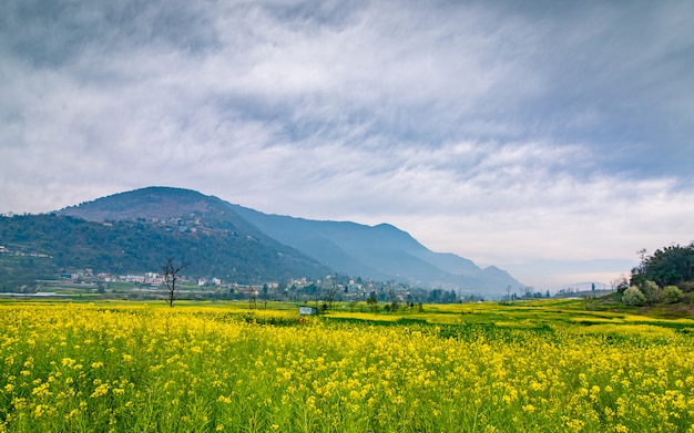 Prachtig uitzicht op de mosterdboerderij in kathmandu, nepal.