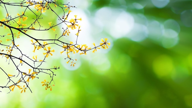 Prachtig uitzicht op de natuur van bloeiende gele bloem op bokeh groene achtergrond in de tuin en zonlicht met kopieerruimte als achtergrond natuurlijke groene planten landschap Vers behang concept