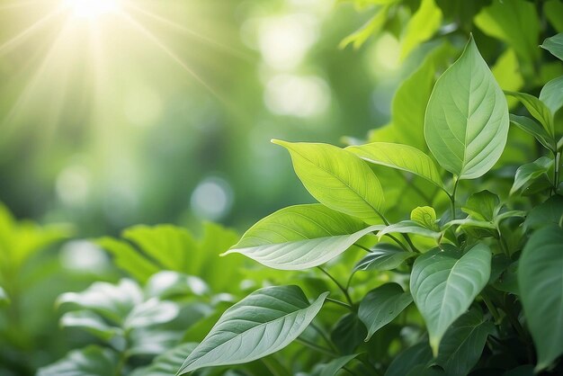 Prachtig uitzicht op de natuur van groen blad op wazig groen achtergrond in de tuin en zonlicht met kopieerruimte met natuurlijke groene planten als achtergrond landschap ecologie vers behangconcept