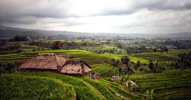 Prachtig uitzicht op de rijstterrassen van Jatiluwih in Bali, Indonesië