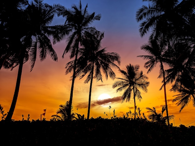 Prachtig uitzicht op de tropische kustlijn met palmboomsilhouet