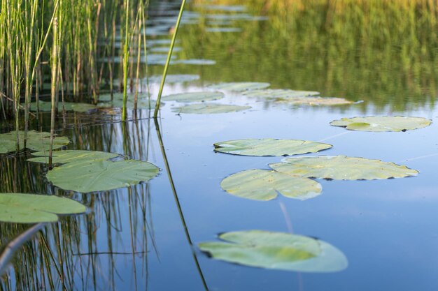 Foto prachtig uitzicht op de vijver natuur achtergrond