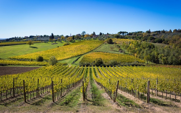 Foto prachtig uitzicht op de wijngaard tegen de hemel