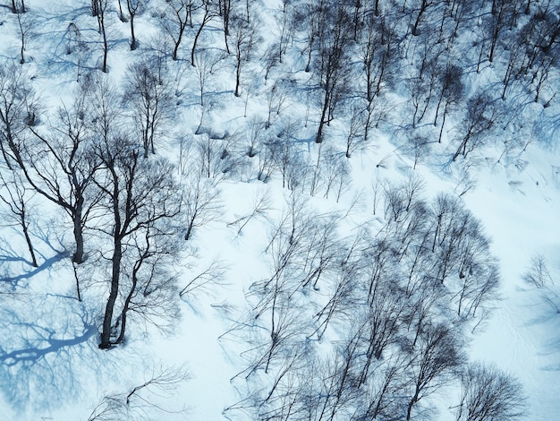 Foto prachtig uitzicht op de witte sneeuwbedekking over het bos.