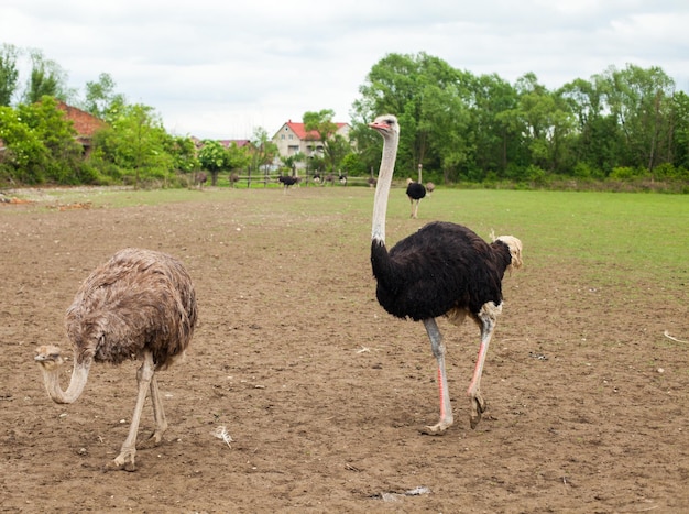 Prachtig uitzicht op de zomerse natuur met twee struisvogels op de voorgrond