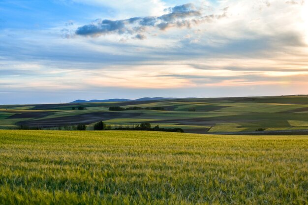 Prachtig uitzicht op een landbouwveld tegen de lucht