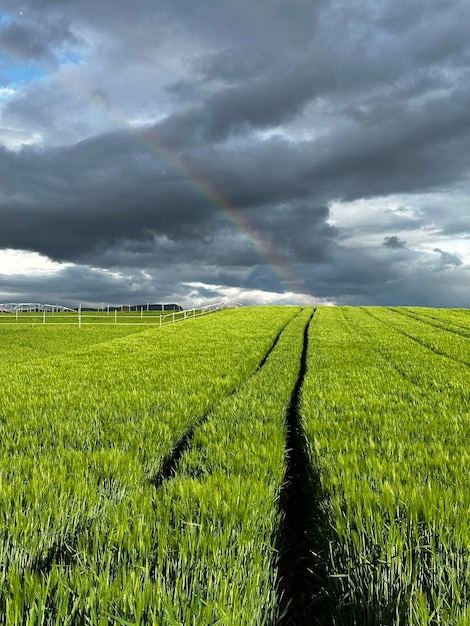Prachtig uitzicht op een landbouwveld tegen de lucht