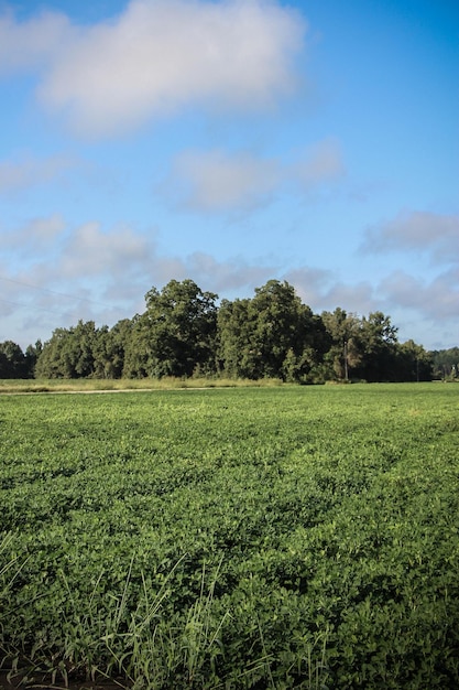 Prachtig uitzicht op een landbouwveld tegen de lucht