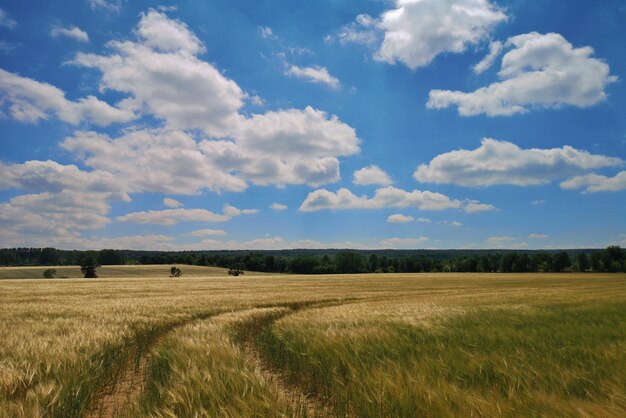 Foto prachtig uitzicht op een landbouwveld tegen de lucht