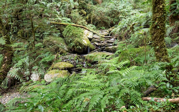 Prachtig uitzicht op een waterval en stenen in het bos