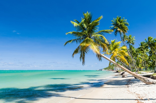 Prachtig uitzicht op het strand van Carneiros