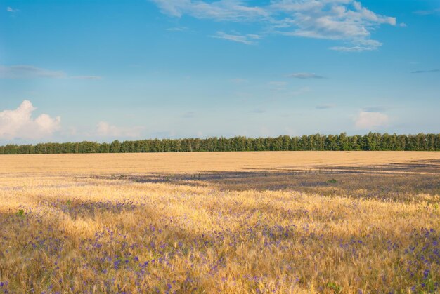 Prachtig uitzicht op het veld en de blauwe lucht