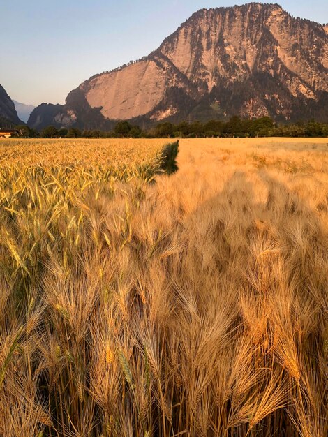 Foto prachtig uitzicht op het veld tegen de achtergrond van de bergen