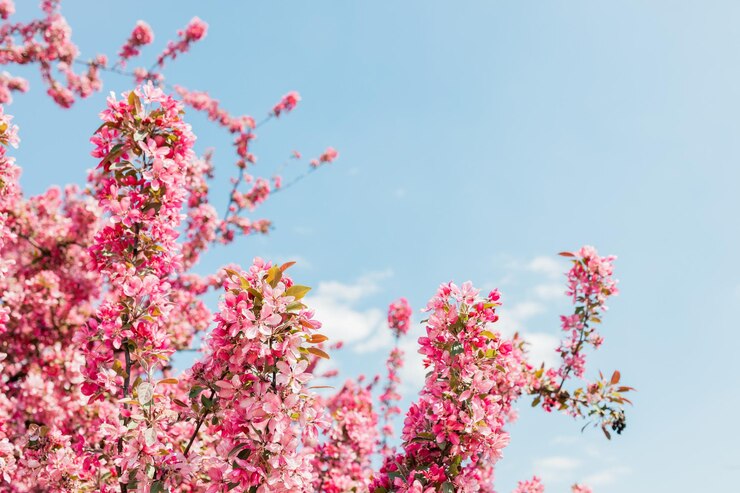Foto prachtig uitzicht op kersenbloesems tegen een blauwe zonnige lucht