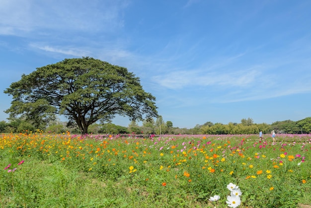 Prachtig uitzicht op kosmos bloemenveld met grote boom