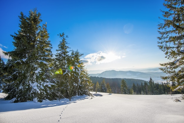 Prachtig uitzicht op majestueuze groene sparren die op een heuvel groeien in de wintersneeuwbanken tegen een blauwe lucht en witte wolken op een zonnige ijzige winterdag. Concept van trekking en en skiën