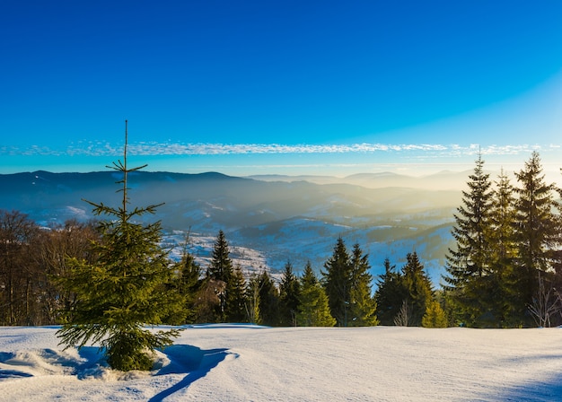 Prachtig uitzicht op majestueuze groene sparren