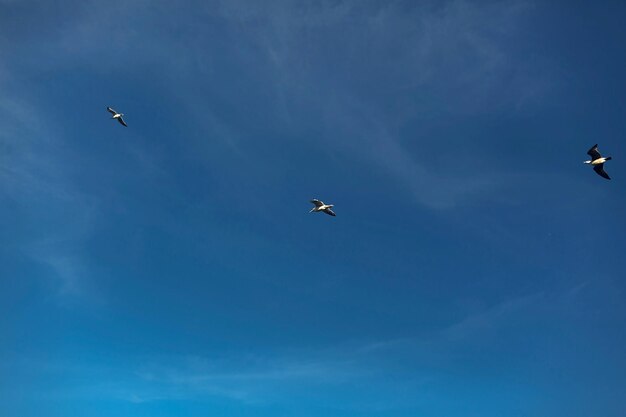 Prachtig uitzicht op meeuwen die in de blauwe lucht op zee vliegen Vogels zwevend in zonnig atmosferisch moment Uitzicht vanaf de grond