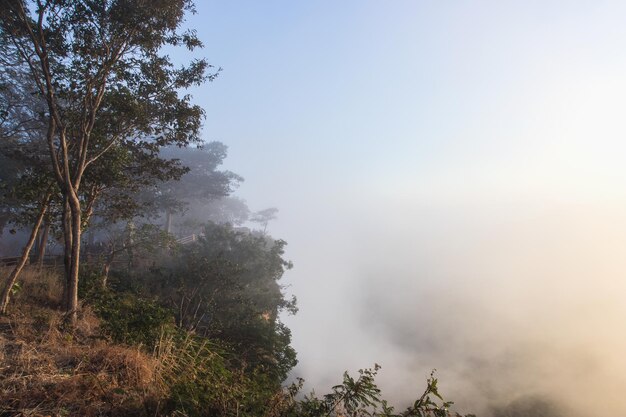 Prachtig uitzicht op mist bij zonsopgang in Pha Mor EDang Sisaket Thailand