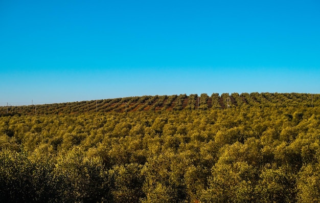 Prachtig uitzicht op olijfplantage in Spanje