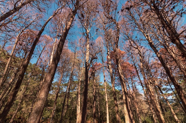 Prachtig uitzicht op rode dennenbomen in Campos do Jordao