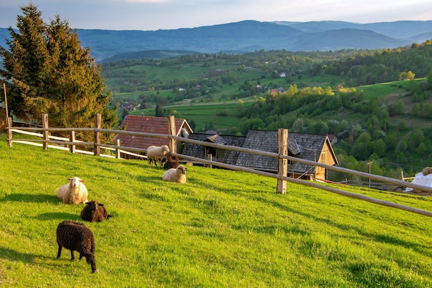 Prachtig uitzicht op schapen in een veld van Hrinovske Lazy natuur in Slowakije