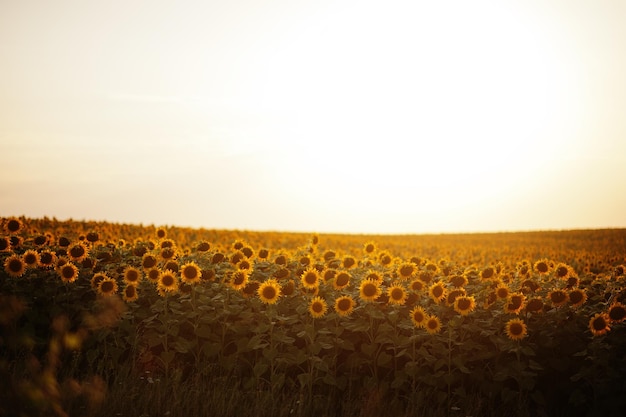 Prachtig uitzicht op zonnebloem op veld in sunet.