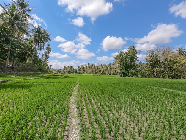 Prachtig uitzicht rijstveld met blauwe lucht en wolken op het eiland Bali
