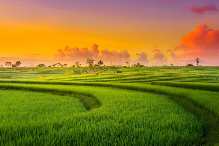 Foto prachtig uitzicht van gele rijst bij zonsondergang met rode lucht boven kemumu rijstvelden noord-bengkulu indonesië