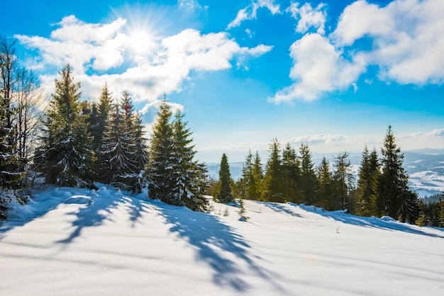 Prachtig uitzicht van majestueuze groene sparren die in de winter op een heuvel groeien