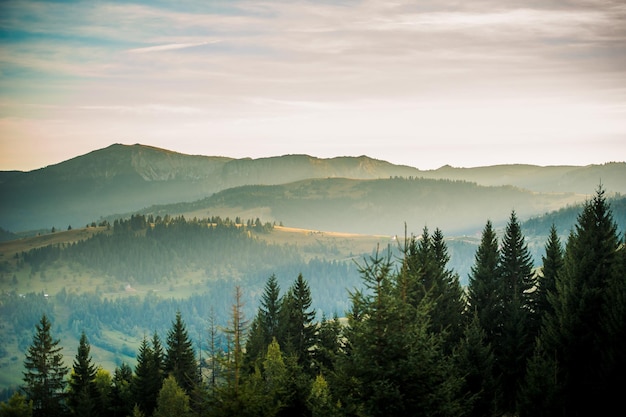 Prachtig uitzicht vanuit de lucht op bosbomen en mistige lichte wolken in de lucht