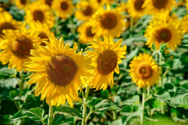 Prachtig uitzicht veld van gele zonnebloemen in de zomer.