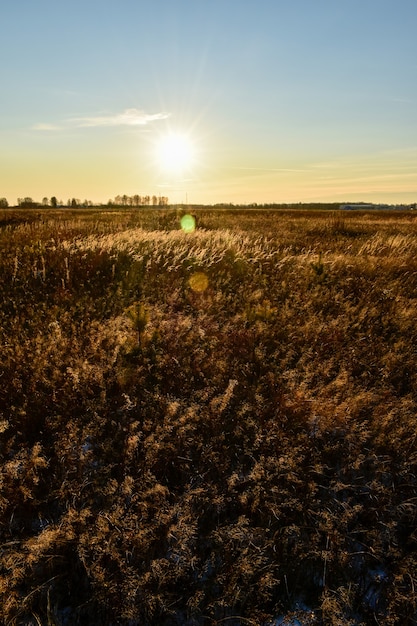 prachtig veld in Rusland in de herfst