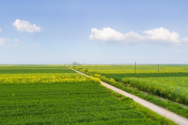 Prachtig veld met blauwe lucht in het landschap van het lentelandschap van tarwe en koolzaad groeien