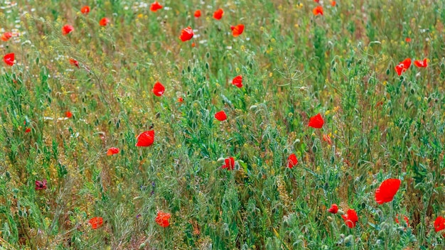 Prachtig veld met bloeiende klaprozen als symbool van herinnering aan oorlog en anzac dag in de zomer Bloeiende klaproos in veld Wilde bloemen klaproos veld landschap Lange webbanner