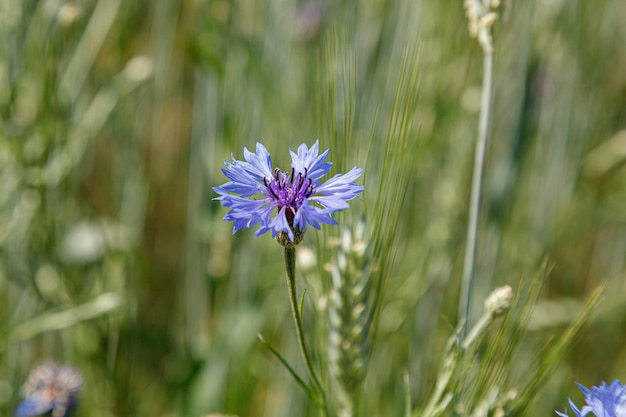 Prachtig veld met korenbloemen