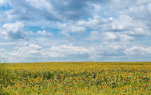 Prachtig veld van gele zonnebloemen op een achtergrond van blauwe lucht met wolken