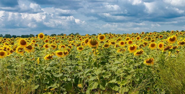 Prachtig veld van gele zonnebloemen op een achtergrond van blauwe lucht met wolken