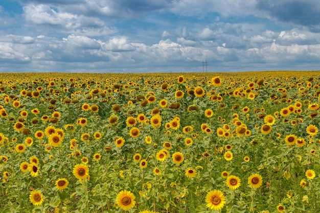 Prachtig veld van gele zonnebloemen op een achtergrond van blauwe lucht met wolken