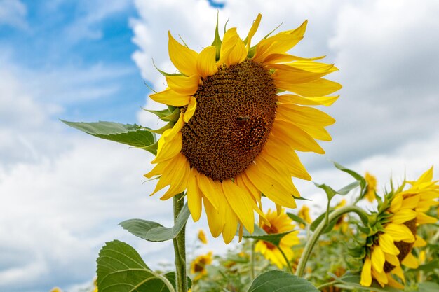 Prachtig veld van gele zonnebloemen op een achtergrond van blauwe lucht met wolken