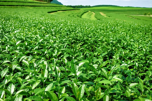 Prachtig vers groen theeplantagelandschap