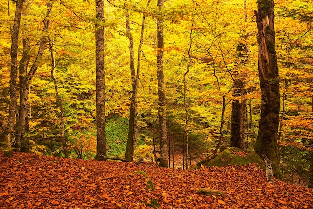 Prachtig vintage herfstlandschap met gevallen droge rode esdoornbladeren in beukenbos