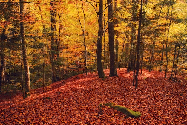 Prachtig vintage herfstlandschap met gevallen droge rode esdoornbladeren in beukenbos