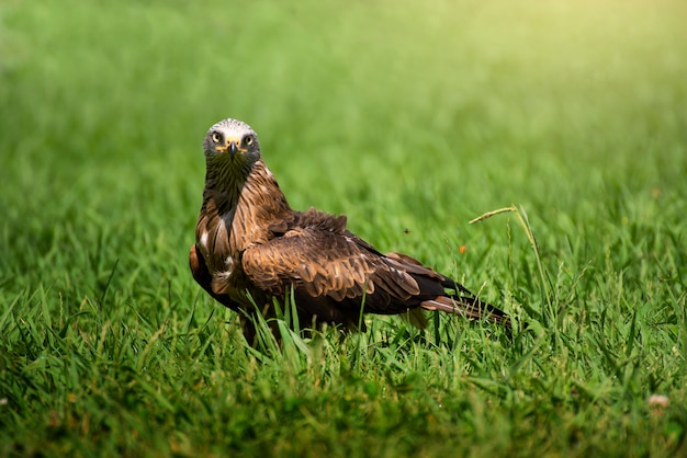 Foto prachtig vogelportret in de wilde natuur