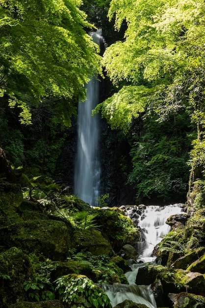 Prachtig waterval groen bos met zijn serene sfeer rivier die over rotsen stroomt