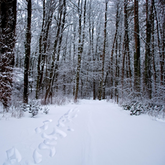 prachtig winterbeeld