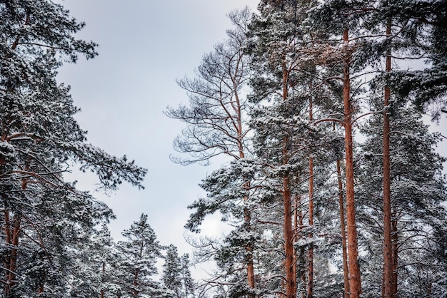 Prachtig winterbos bedekt met sneeuw winter natuur achtergrond
