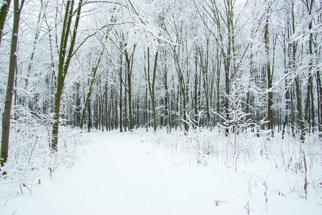 Prachtig winterbos en de weg