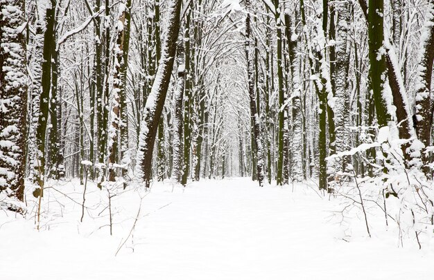 Prachtig winterbos en de weg